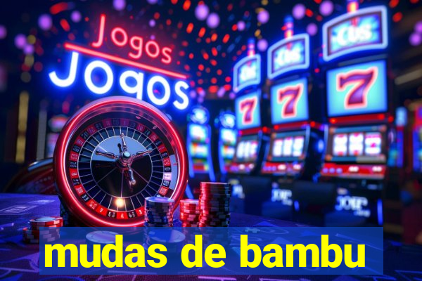 mudas de bambu