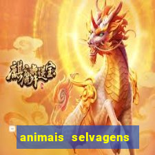 animais selvagens fotos e nomes